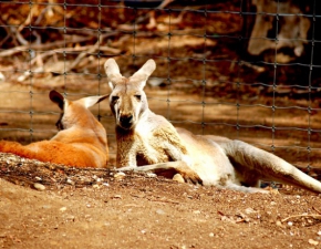 Nie yje najpopularniejszy kangur na wiecie - Roger mia 12 lat