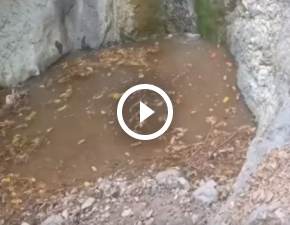 Dziki zorganizoway sobie spyw wodospadem? Niecodzienne nagranie trafio do sieci WIDEO