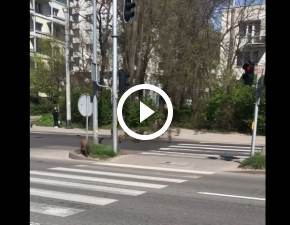 Dziki na ulicach Gdyni. Stado przeprowadzio warchlaki przez przejcie dla pieszych! Bardziej odpowiedzialne ni niektrzy rodzice WIDEO