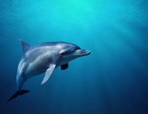 Ataki delfina na pywakw. Jeden z nich trafi do szpitala