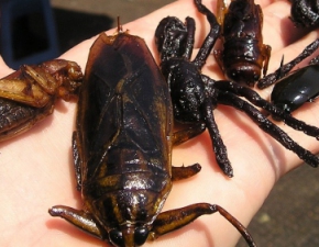 Nowe przepisy dotyczce produkcji ywnoci z owadw - Unia Europejska pozwala je robaki!