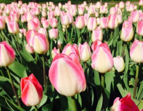 Tulipanowe szalestwo w odzi! Podziwiajcie te pikne kwiaty!