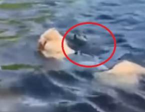 Pies pywa w jeziorze, gdy nagle co wskoczyo mu na plecy! WIDEO