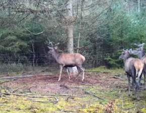 Jak jelenie radz sobie z drucianym ogrodzeniem? Internauci oburzeni: Wiele zwierzt ginie w mczarniach WIDEO