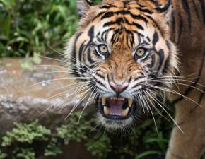 Tygrys zaatakowa 15-miesiczne dziecko. Matka goymi rkami bronia je przed zwierzciem