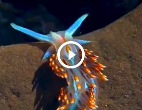 Ten limak to jedno z najbardziej kolorowych stworze podwodnego wiata WIDEO
