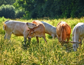 Anomalia przyrodnicza. W Polsce urodzia si krowa z dwiema gowami - zwierz yo