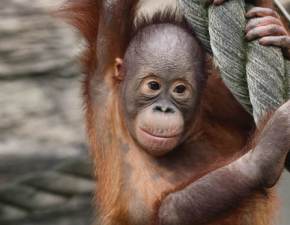 Szczepienie przeciwko Covid-19 orangutanw. Czekoksztatne naraone na koronawirusa