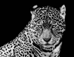 Synny jaguar z warszawskiego zoo nie yje. Mia 21 lat