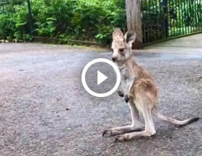 May kangurek po raz pierwszy skacze. Rozpiera go ogromna energia!