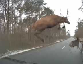 Stado jeleni na drodze i pdzce BMW. Dramatyczne nagranie trafio do sieci 