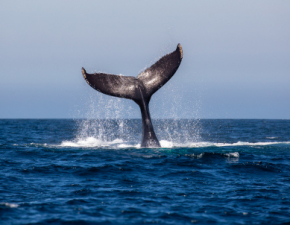 Wieloryb utkn na brzegu. Co dalej z 15-tonowym zwierzciem?