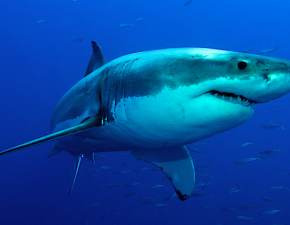 Atak rekina na 10-latka w USA. Chopcu amputowano cz nogi 