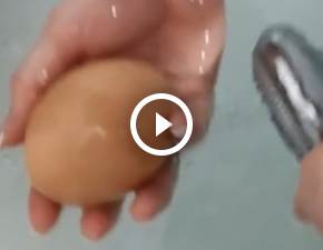 Kura zniosa jajo niewiarygodnych rozmiarw. Ten film jest hitem Internetu WIDEO