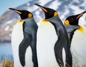 Pingwin zosta generaem. Odznaczya go Gwardia Norweska FOTO 