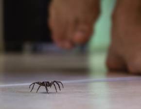 Jak zabezpieczy dom przed pajkami? Nietypowy sposb podbija sie! Kosztuje grosze