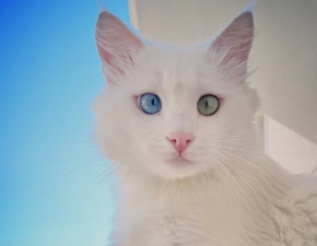 Alo: Kot z najpikniejszymi oczami na wiecie!