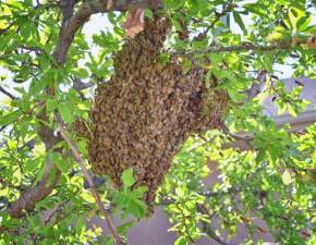 Pszczoy udliy go 20 tys. razy, ponad 30 owadw pokn. Lekarze musieli wprowadzi go w piczk