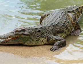 Krokodyl nilowy na wolnoci! Policja szuka niebezpiecznego gada