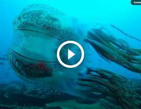 Ta meduza to jeden z najrzadszych gatunkw na wiecie. Udao si j nagra WIDEO