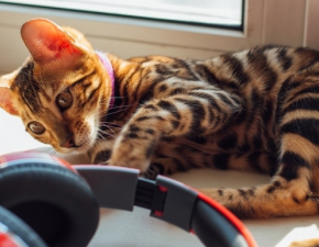 Dzie kota. Spotify proponuje playlisty dla zwierzt, ktre zostaj same w domu! 
