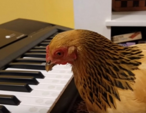 To nie art. Ta kura potrafi gra na pianinie!