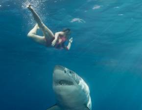 Niezwykle rzadki atak rekina przy popularnej play. wiadkowie mwi o makabrycznym widoku  WIDEO