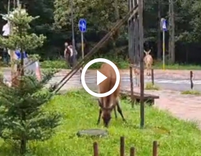 Dzikie zwierzta na ulicach Zakopanego. Nagranie trafio do sieci! WIDEO
