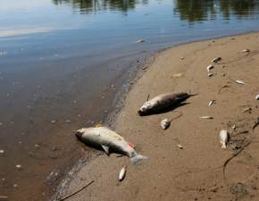 Odra zostaa celowo zanieczyszczona? nite ryby pojawiy si w kolejnym regionie