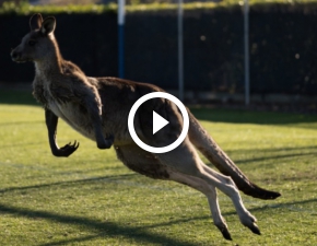 Nietypowa interwencja na boisku: Kangur przerwa mecz pikarski!