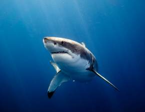 Ataki rekinw na plaach w USA. W cigu dwch tygodni rannych zostao 5 osb