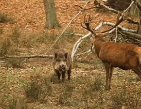 O czym rozmawia dzik z jeleniem? Nagranie z lasu rozbawio internautw WIDEO