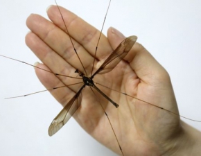 Komar gigant odkryty w Chinach! Jest nowy rekord wiata
