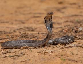 Kobra zaatakowaa 8-latka. Chopiec zagryz j na mier 