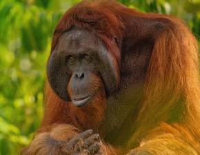 Karmia piersi dziecko, kiedy podesza do niej orangutanica. Jej reakcja to hit WIDEO