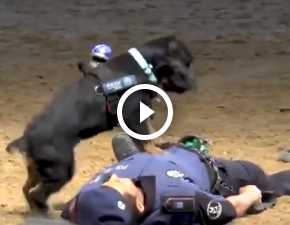 Pies reanimuje policjanta! Niesamowity filmik podbija sie