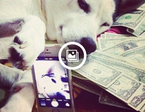 Pawice si w luksusie psy rzdz Instagramem!