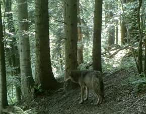 Zachowanie wilka zaskoczyo internautw! Fotopuapka uchwycia przedstawiciela rzadkiego gatunku... WIDEO