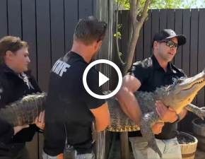 Przez 20 lat hodowaa aligatora w domu. Jajo prawdopodobnie ukrada z zoo WIDEO