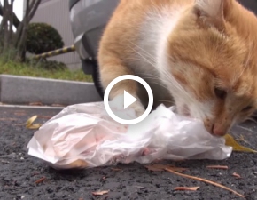 Ta bezdomna kotka zabiera tylko jedzenie w woreczku. Powd moe Was zaskoczy!