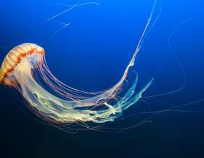 Na Ziemi yje niemiertelna meduza! Jak to moliwe?