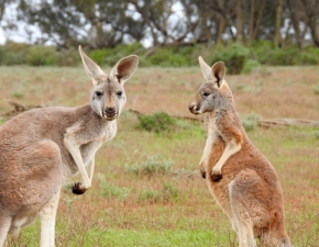 Maestwo zaatakowane przez kangura! Kobieta zostaa ciko ranna