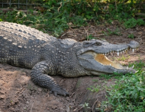 Aligator zaatakowa swoj trenerk na imprezie urodzinowej. Kobieta omal nie stracia rki na oczach dzieci WIDEO
