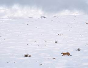 Puma nadal eruje w sdeckich lasach? Na mieszkacw pad blady strach