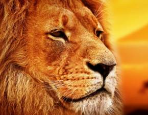 Mufasa: The Lion King. Wiemy, kiedy prequel Krla Lwa trafi do kin! 