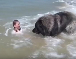 Pies postanowi uratowa ma dziewczynk. To nagranie podbio serca internautw!