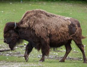 Skandaliczne sceny w poznaskim zoo. Opiekunowie i dziecko zncali si nad bizonem WIDEO