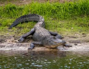 Kierowca jecha z aligatorem na zderzaku. Zdjcie podbija sie FOTO