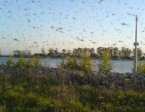 Uwaga na komary tygrysie! Czy Europie grozi inwazja niebezpiecznych owadw?