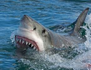 Atak rekina rodem ze Szczk na australijskim wybrzeu. Niestety skoczyo si mierci